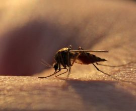 Hope in a Bottle: Groundbreaking Malaria Drug Triumphs in Major Trial, Paving the Way Against Drug Resistance