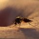 Hope in a Bottle: Groundbreaking Malaria Drug Triumphs in Major Trial, Paving the Way Against Drug Resistance