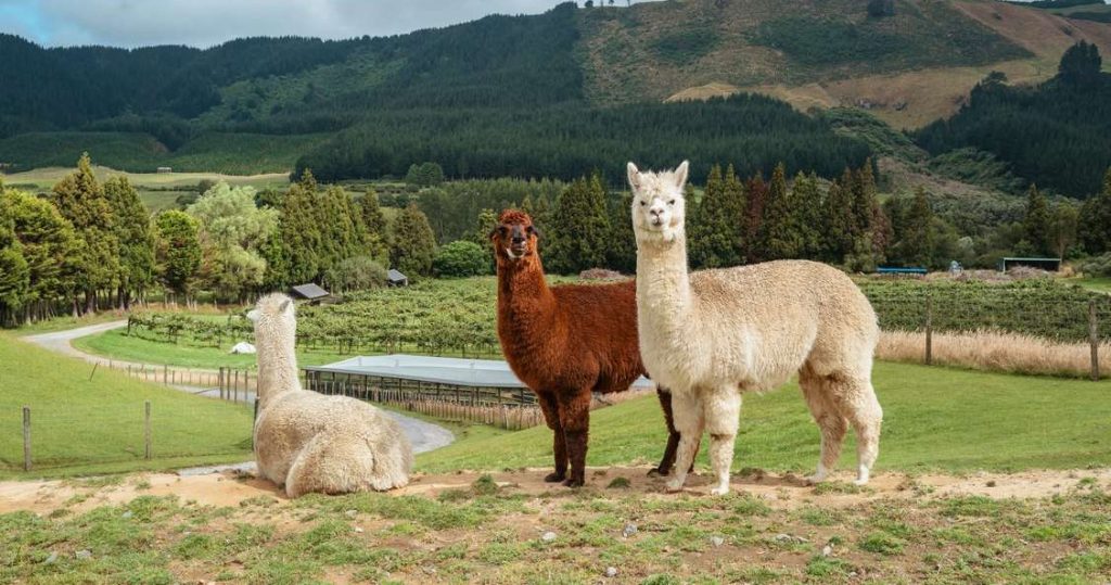 Hope on the Horizon: How Camel and Alpaca Antibodies May Pave the Way for Alzheimer's Breakthroughs