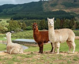 Hope on the Horizon: How Camel and Alpaca Antibodies May Pave the Way for Alzheimer's Breakthroughs
