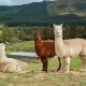 Hope on the Horizon: How Camel and Alpaca Antibodies May Pave the Way for Alzheimer's Breakthroughs