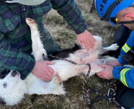 Miracle at the Edge: Dog Survives 100-Foot Cliff Dive, Rescued by Brave Team of Heroes