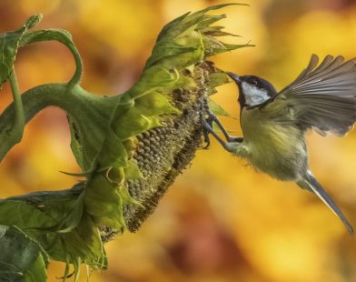 Nature's Autumn Buffet: A Heartwarming View of Birds Dancing Among Sunflower Seeds from My Kitchen Window