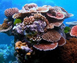 Restoring Hope: AI Robots Nurture 'Baby Corals' to Revive the Great Barrier Reef's Future