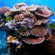 Restoring Hope: AI Robots Nurture 'Baby Corals' to Revive the Great Barrier Reef's Future