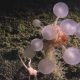 Unveiling Nature's Oddities: Meet the Enigmatic 'Death Ball' Sponge from the Ocean's Forgotten Depths