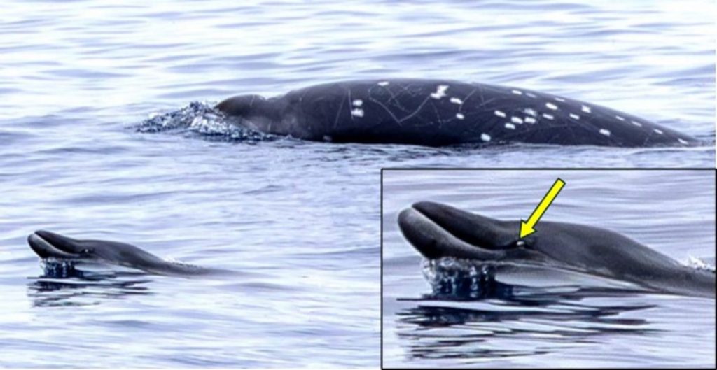 Whale Wonders: Scientists Capture a Heart-Stopping Encounter with the Elusive Rare Species Off California’s Coast