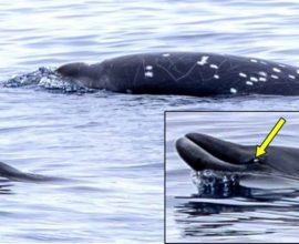 Whale Wonders: Scientists Capture a Heart-Stopping Encounter with the Elusive Rare Species Off California’s Coast