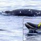 Whale Wonders: Scientists Capture a Heart-Stopping Encounter with the Elusive Rare Species Off California’s Coast