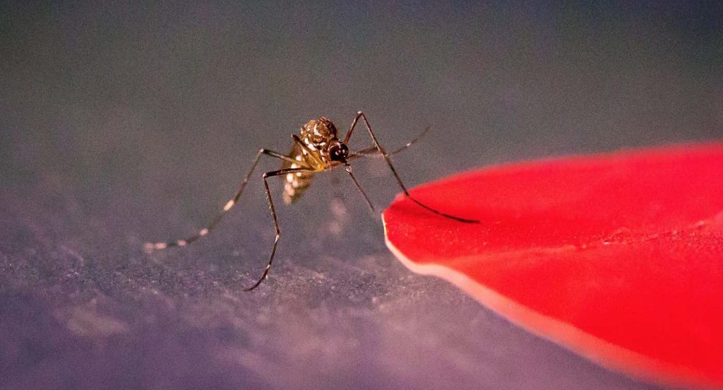 Deadly Allure: Researchers Unveil Fungus-Scented Trap That Lures Mosquitoes to Their End
