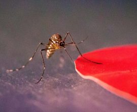 Deadly Allure: Researchers Unveil Fungus-Scented Trap That Lures Mosquitoes to Their End