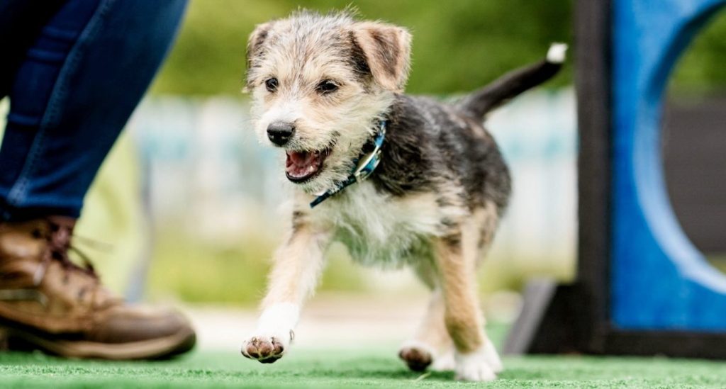 From Dumpster to Dream: Christmas Miracle for Abandoned Disabled Puppy Finds a Loving Forever Home