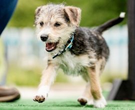From Dumpster to Dream: Christmas Miracle for Abandoned Disabled Puppy Finds a Loving Forever Home
