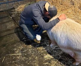 Love Beyond Loss: Sanctuary Welcomes Homeless Man's Cherished Pig, Honoring His Late Wife's Bond as He Seeks Healing