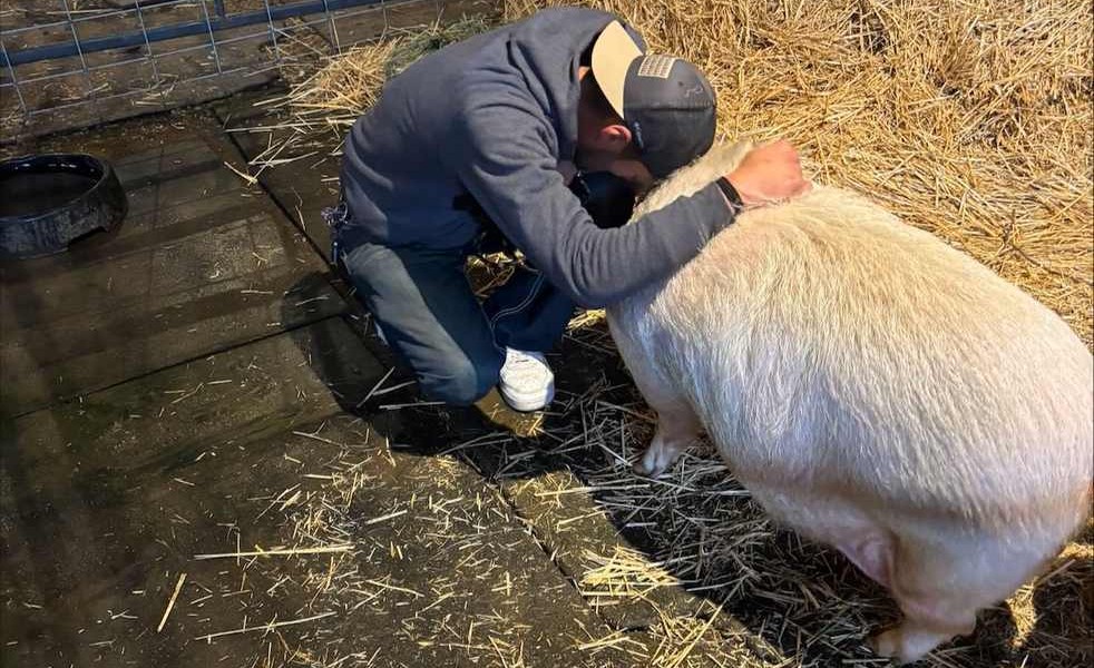 Love Beyond Loss: Sanctuary Welcomes Homeless Man's Cherished Pig, Honoring His Late Wife's Bond as He Seeks Healing