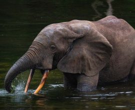 Silent Guardians: How Cutting-Edge AI Listening Technology is Turning the Tide Against Wildlife Poaching