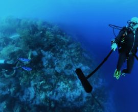 Unearthing the Ocean's Secrets: Revolutionary Tool Unlocks Fish Communication, Revealing 46 Unique Voices Beneath the Waves